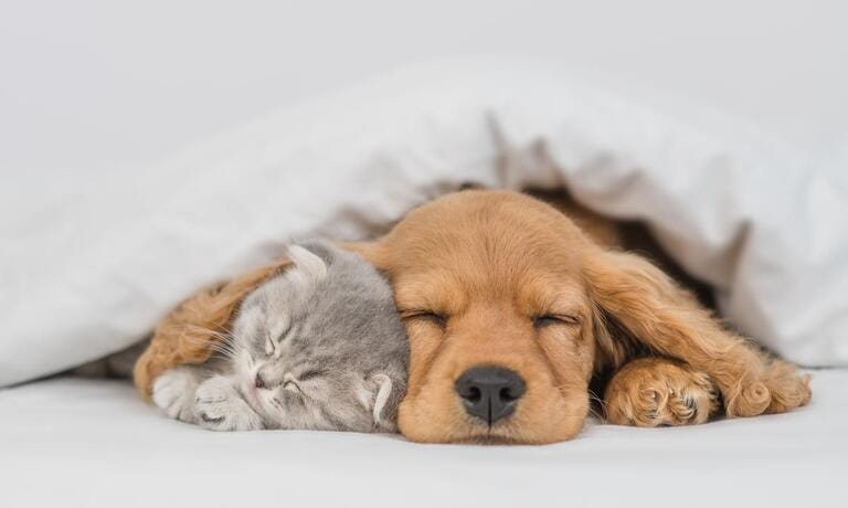 Young English Cocker spaniel puppy hugs kitten. Pets sleep together under white warm blanket on a bed at home Young English Cocker spaniel puppy hugs kitten. Pets sleep together under white warm blanket on a bed at home