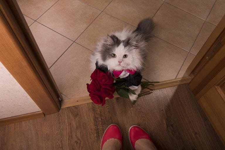 cat brought roses as a gift to his mom cat brought roses as a gift to his mom
