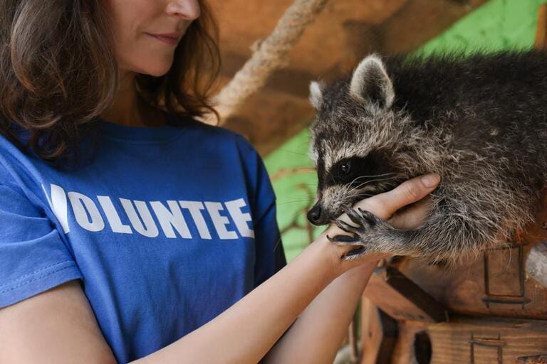 Volunteer with cute raccoon in animal shelter, closeup Volunteer with cute raccoon in animal shelter, closeup