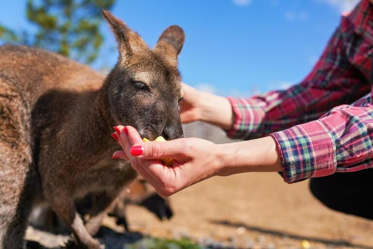 Young woman with kangaroo, feeding the animal some fruit from her hand, closeup detail Young woman with kangaroo, feeding the animal some fruit from her hand, closeup detail