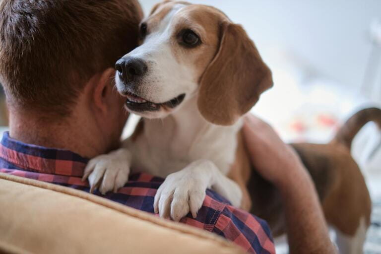 heartwarming photo the bond between a man and his beloved Beagle. Pet adoption, the benefits of pet ownership, dog breeds, emotional support animals. heartwarming photo the bond between a man and his beloved Beagle. Pet adoption, the benefits of pet ownership, dog breeds, emotional support animals.